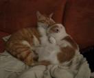 Ushko und Mozzi 