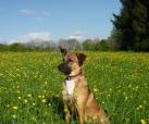 Hunde