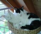 Flake & Charly