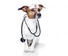 Hunde