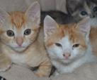 Sabinchen, Julian und Bernadett