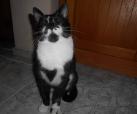 Esmeralda FIV+ 