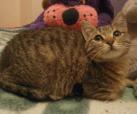 Kitty