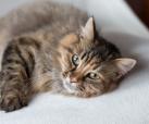 Katzen