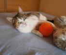 Suzi