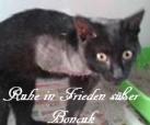 Boncuk